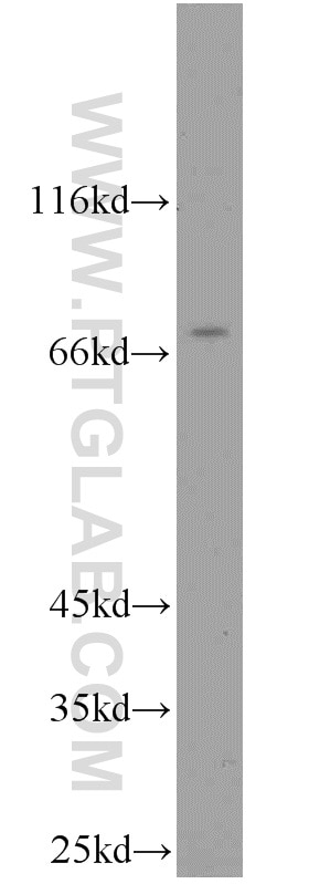 Western Blot (WB) analysis of mouse thymus tissue using DPP3 Polyclonal antibody (10650-1-AP)