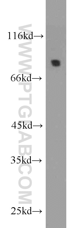 Western Blot (WB) analysis of human placenta tissue using DPP3 Polyclonal antibody (10650-1-AP)