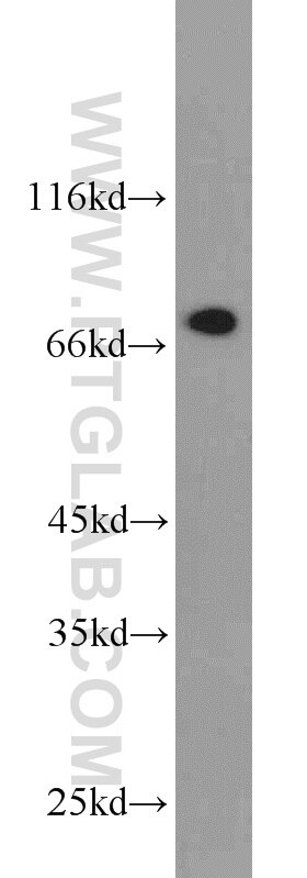 Western Blot (WB) analysis of mouse thymus tissue using DPP3 Polyclonal antibody (10650-1-AP)