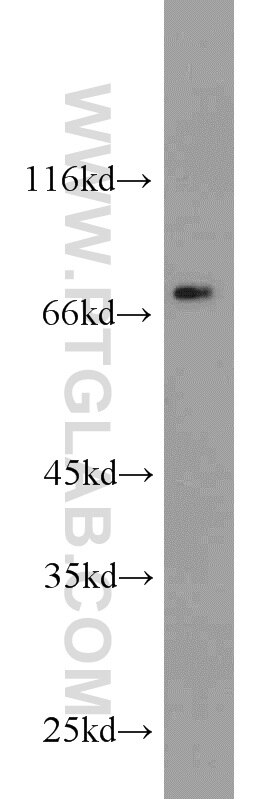 Western Blot (WB) analysis of mouse thymus tissue using DPP3 Polyclonal antibody (10650-1-AP)