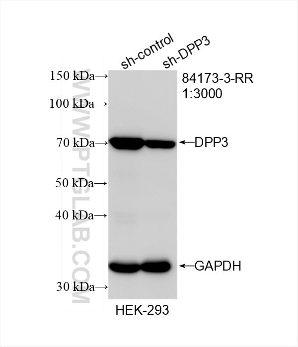 Western Blot (WB) analysis of HEK-293 cells using DPP3 Recombinant antibody (84173-3-RR)