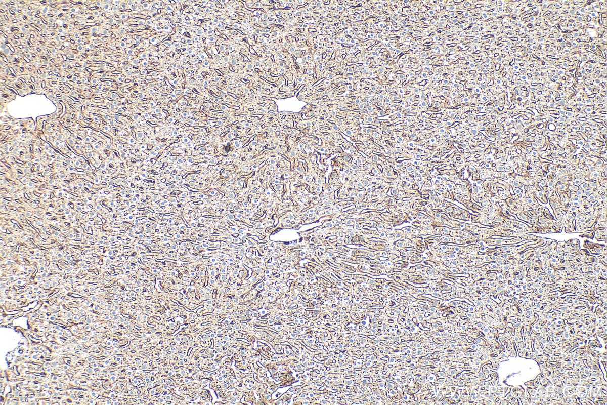 Immunohistochemistry (IHC) staining of rat liver tissue using DPP4/CD26 Polyclonal antibody (32397-1-AP)