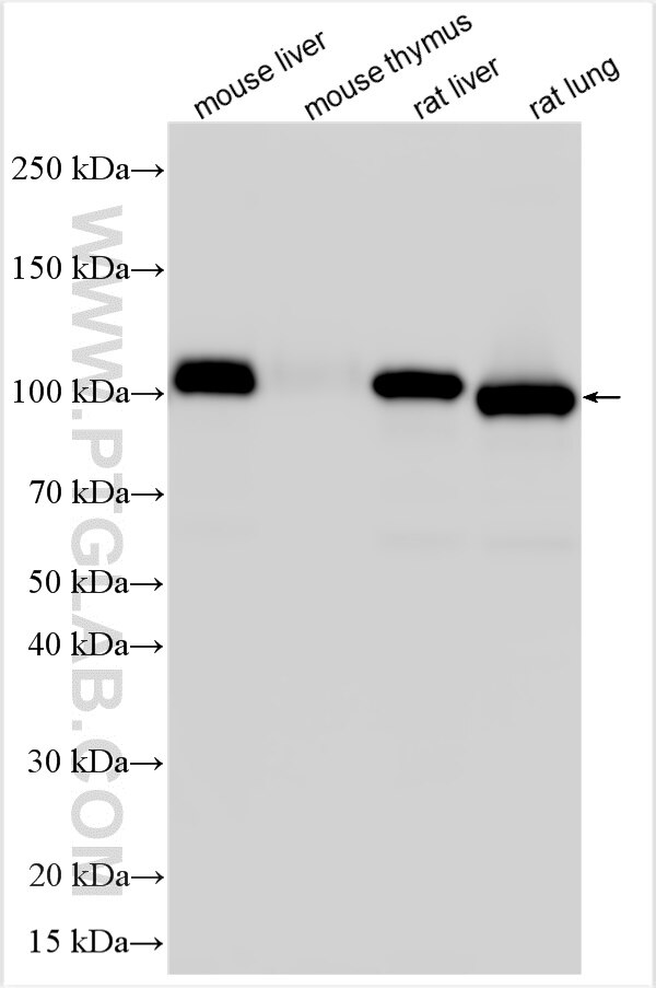 Western Blot (WB) analysis of various lysates using DPP4/CD26 Polyclonal antibody (32397-1-AP)