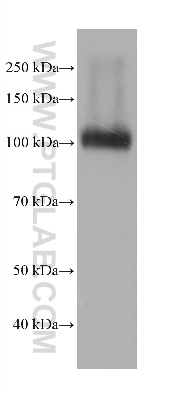 WB analysis of HuH-7 using 68383-1-Ig