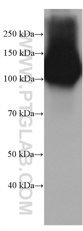 WB analysis of rabbit kidney using 68383-1-Ig