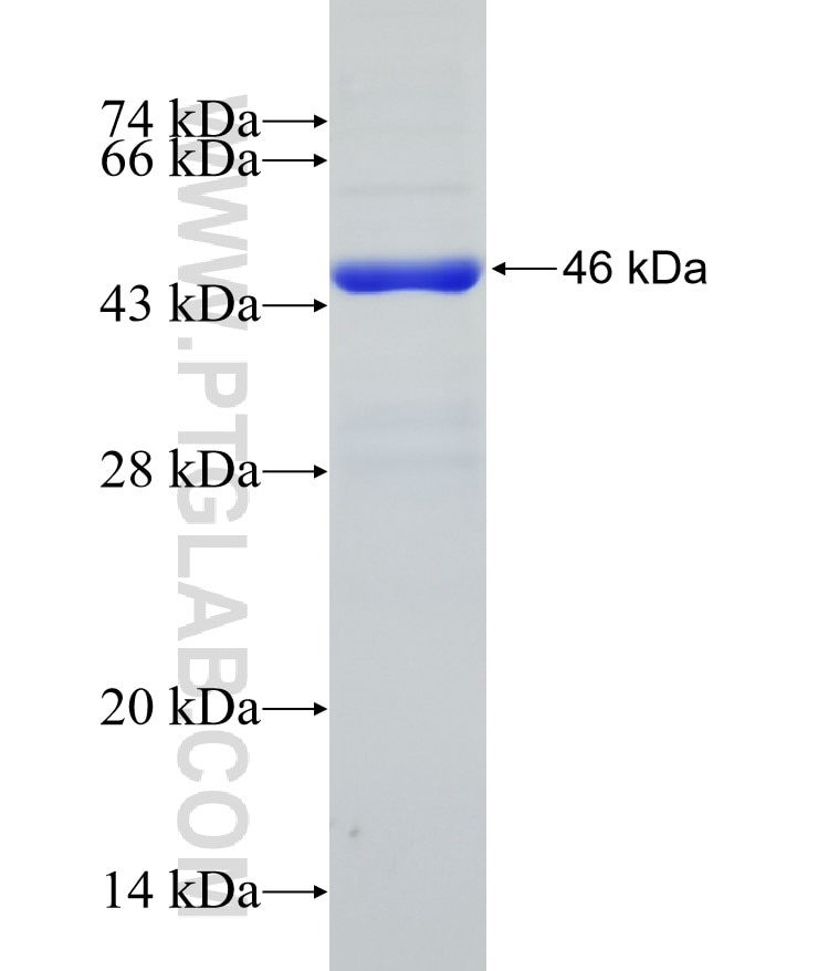DPP4 fusion protein Ag30160 SDS-PAGE