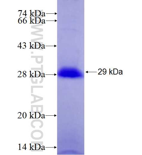 DPP6 fusion protein Ag27338 SDS-PAGE
