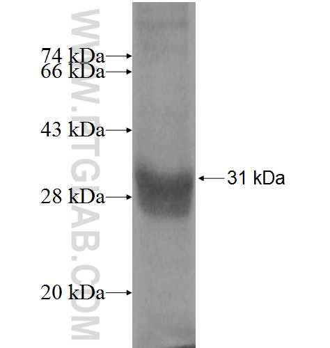 DPP6 fusion protein Ag5944 SDS-PAGE