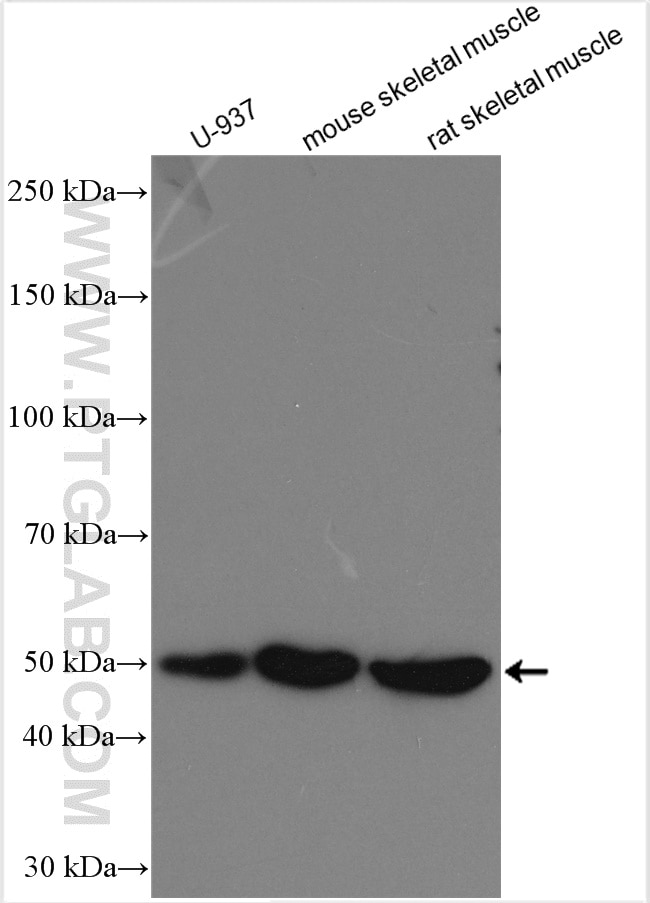 Western Blot (WB) analysis of various lysates using DPP7 Polyclonal antibody (19018-1-AP)