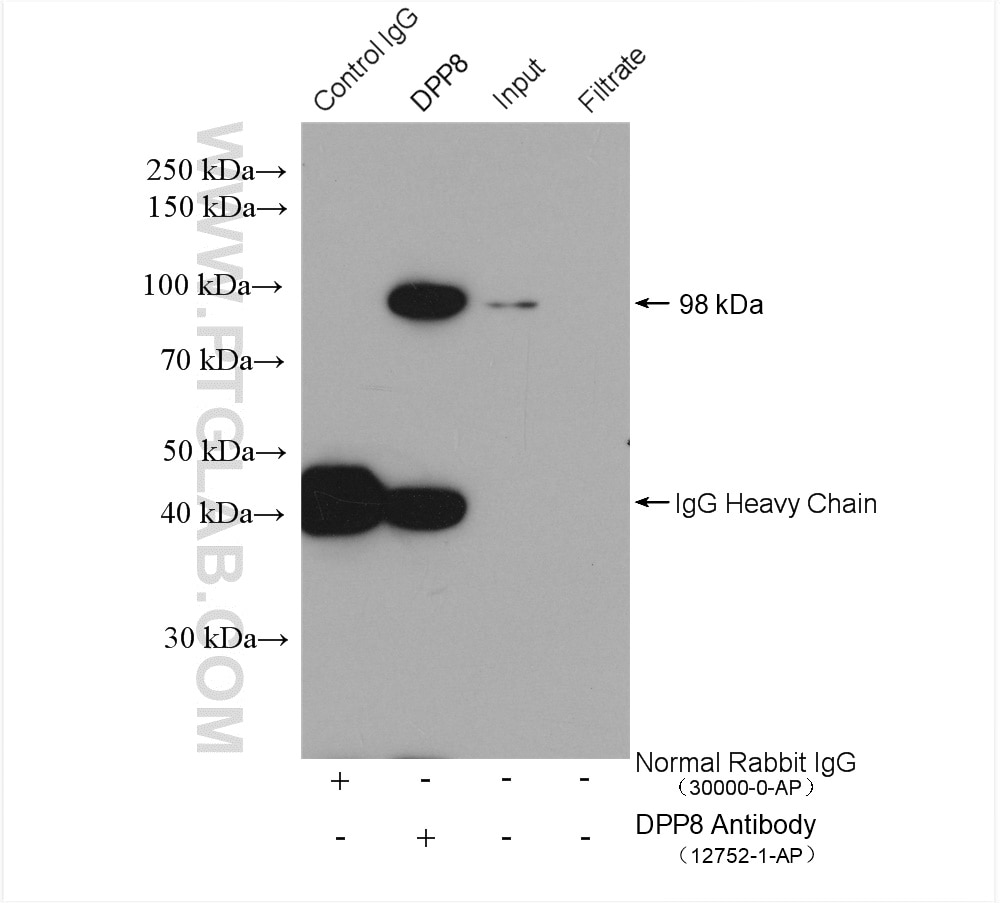 Immunoprecipitation (IP) experiment of mouse testis tissue using DPP8 Polyclonal antibody (12752-1-AP)