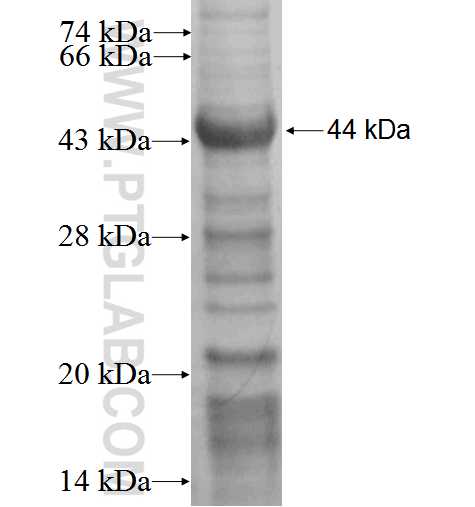DPP8 fusion protein Ag3262 SDS-PAGE