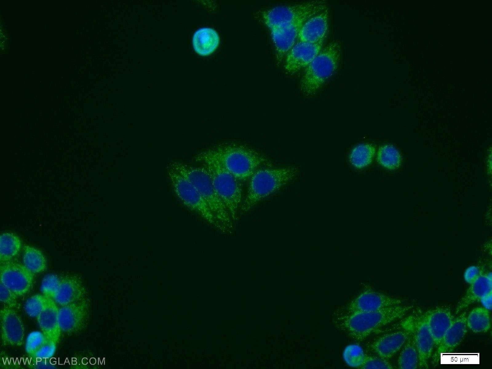 IF Staining of HepG2 using 11568-1-AP