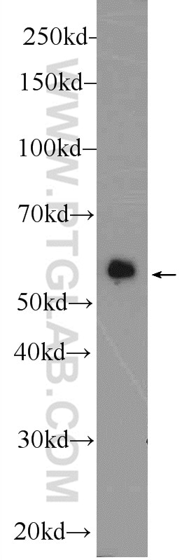 WB analysis of HepG2 using 11568-1-AP