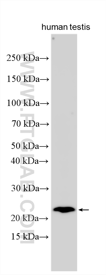 WB analysis using 33565-1-AP Western Blot (WB) analysis of various lysates using DPPA3 Polyclonal antibody (33565-1-AP)
