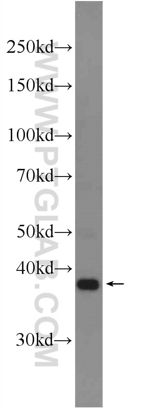 Western Blot (WB) analysis of L02 cells using DPPA4 Polyclonal antibody (17045-1-AP)