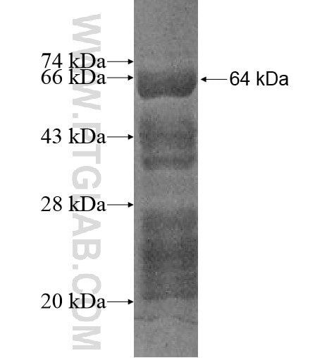 DPPA4 fusion protein Ag10594 SDS-PAGE