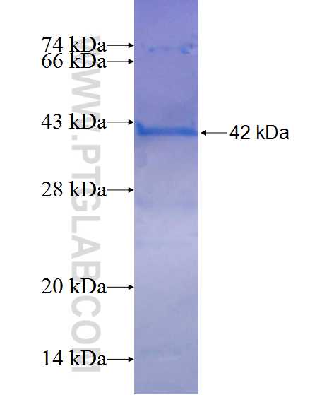 DPPA4 fusion protein Ag11015 SDS-PAGE