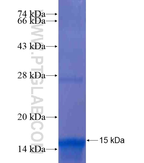 DPPA5 fusion protein Ag20459 SDS-PAGE