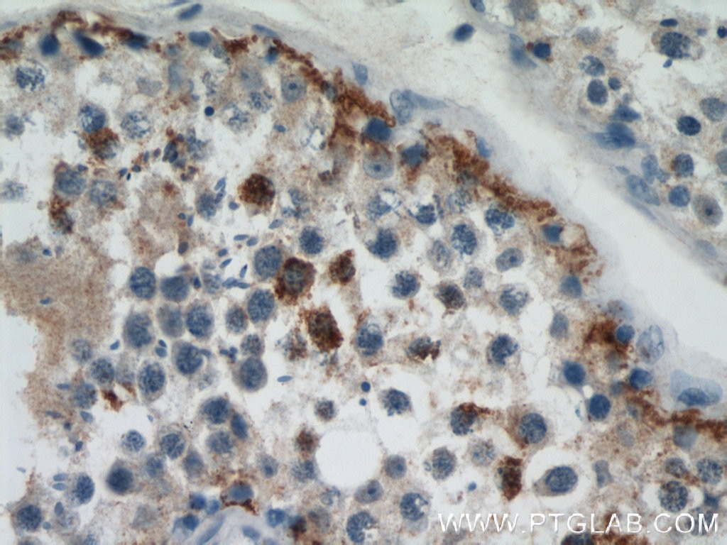 IHC staining of human testis using 10537-1-AP