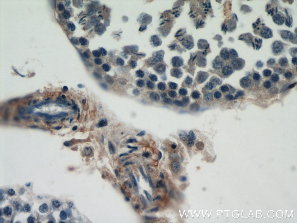 Immunohistochemistry (IHC) staining of rat testis tissue using Dermatopontin Polyclonal antibody (10537-1-AP)