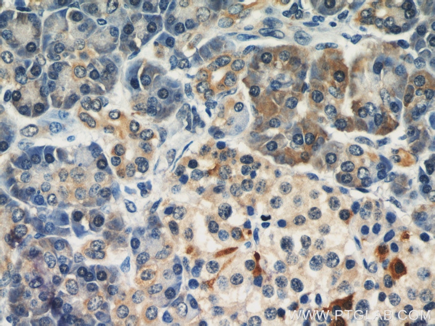 Immunohistochemistry (IHC) staining of human pancreas tissue using Dermatopontin Polyclonal antibody (10537-1-AP)