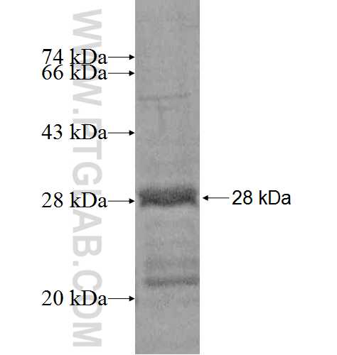 DPT fusion protein Ag6200 SDS-PAGE
