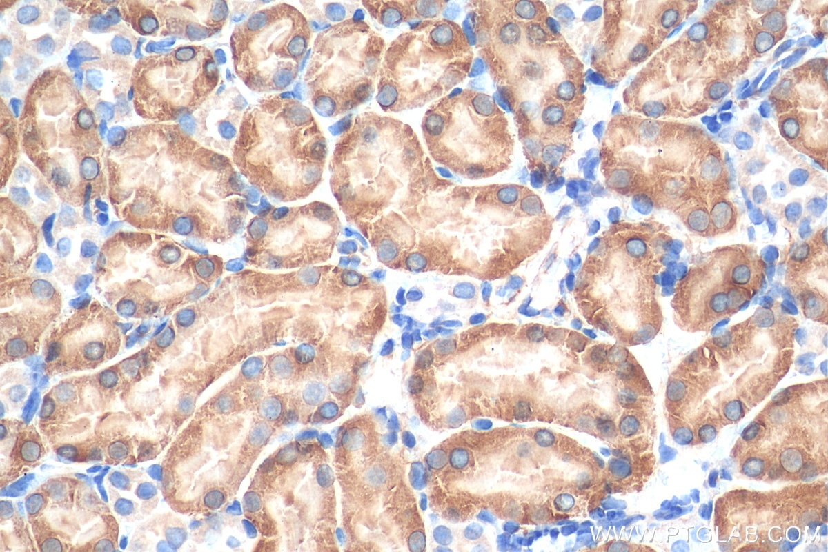 Immunohistochemistry (IHC) staining of mouse kidney tissue using DPYS Polyclonal antibody (13237-1-AP)
