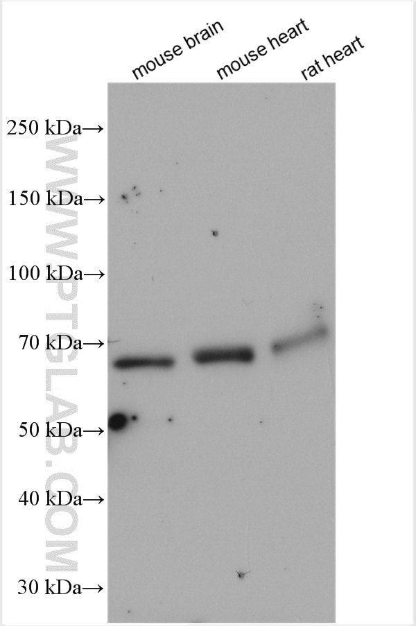 WB analysis using 14521-1-AP