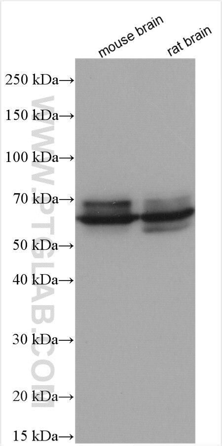 Western Blot (WB) analysis of various lysates using CRMP2 Polyclonal antibody (14686-1-AP)