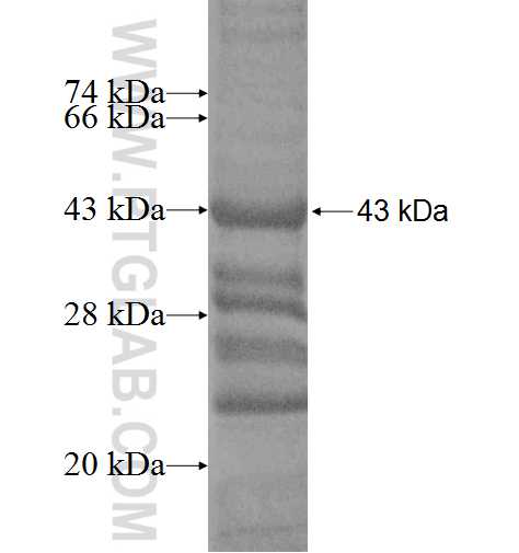 DPYSL2 fusion protein Ag5985 SDS-PAGE