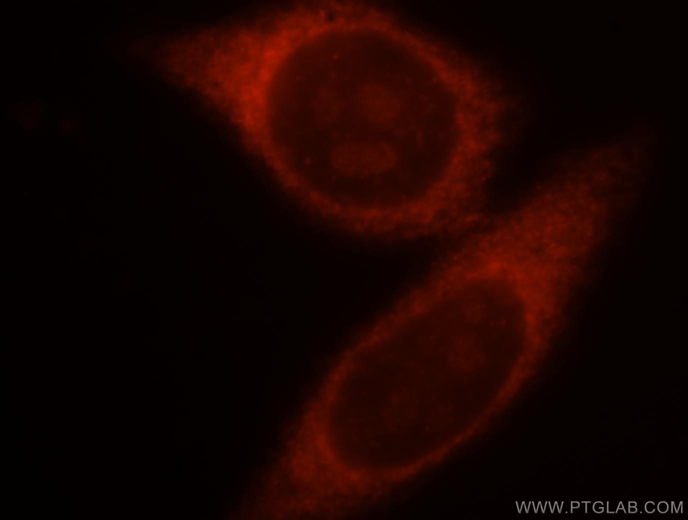 Immunofluorescence (IF) / fluorescent staining of HepG2 cells using CRMP4 Polyclonal antibody (18969-1-AP)