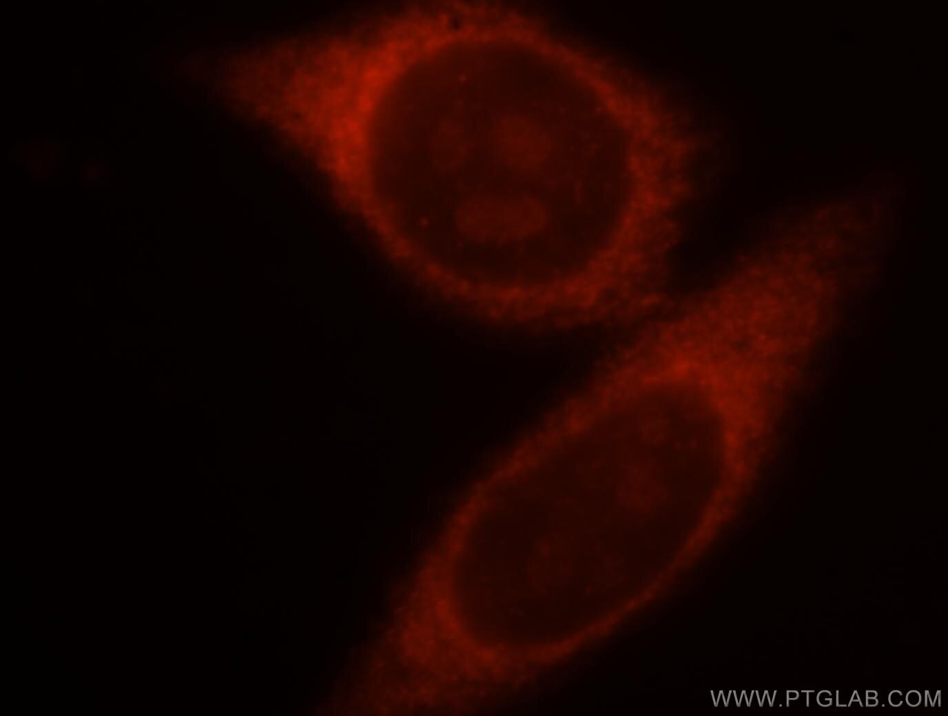 Immunofluorescence (IF) / fluorescent staining of HepG2 cells using CRMP4 Polyclonal antibody (18969-1-AP)