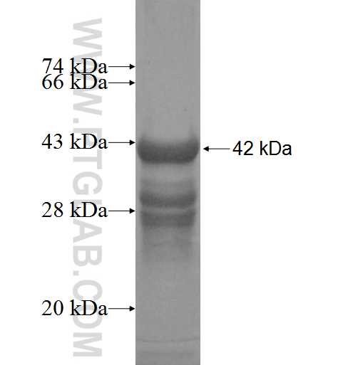 DPYSL3 fusion protein Ag5299 SDS-PAGE