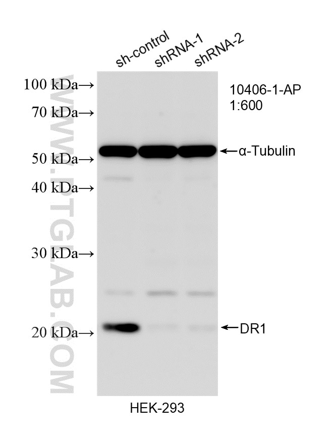 Western Blot (WB) analysis of HEK-293 cells using DR1 Polyclonal antibody (10406-1-AP)