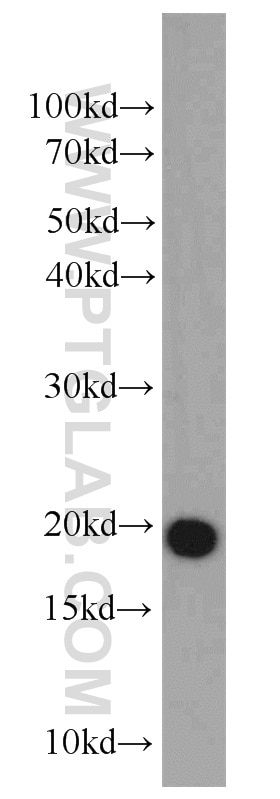 Western Blot (WB) analysis of mouse testis tissue using DR1 Polyclonal antibody (10406-1-AP)