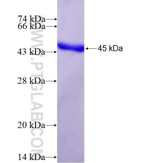 DR1 fusion protein Ag0664 SDS-PAGE