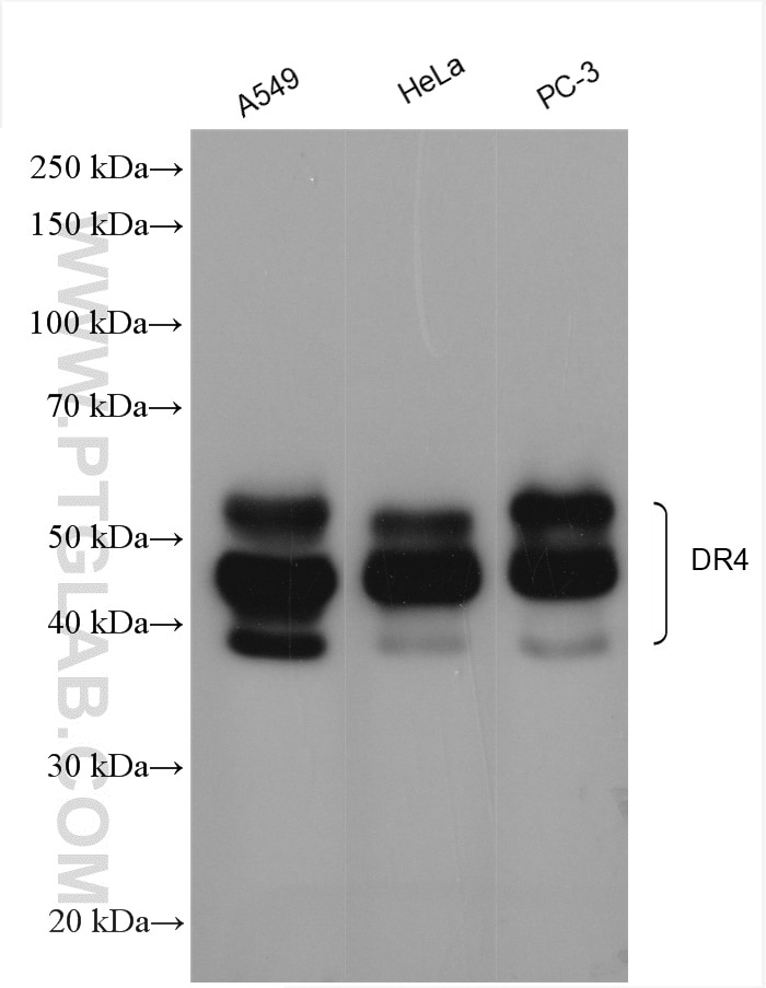 Western Blot (WB) analysis of various lysates using DR4 Polyclonal antibody (24063-1-AP)
