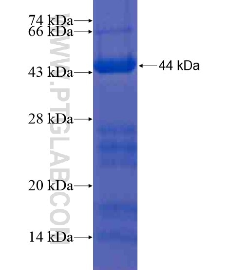 DR4 fusion protein Ag20927 SDS-PAGE
