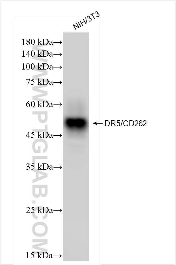 Western Blot (WB) analysis of NIH/3T3 cells using DR5 Recombinant antibody (84524-4-RR)