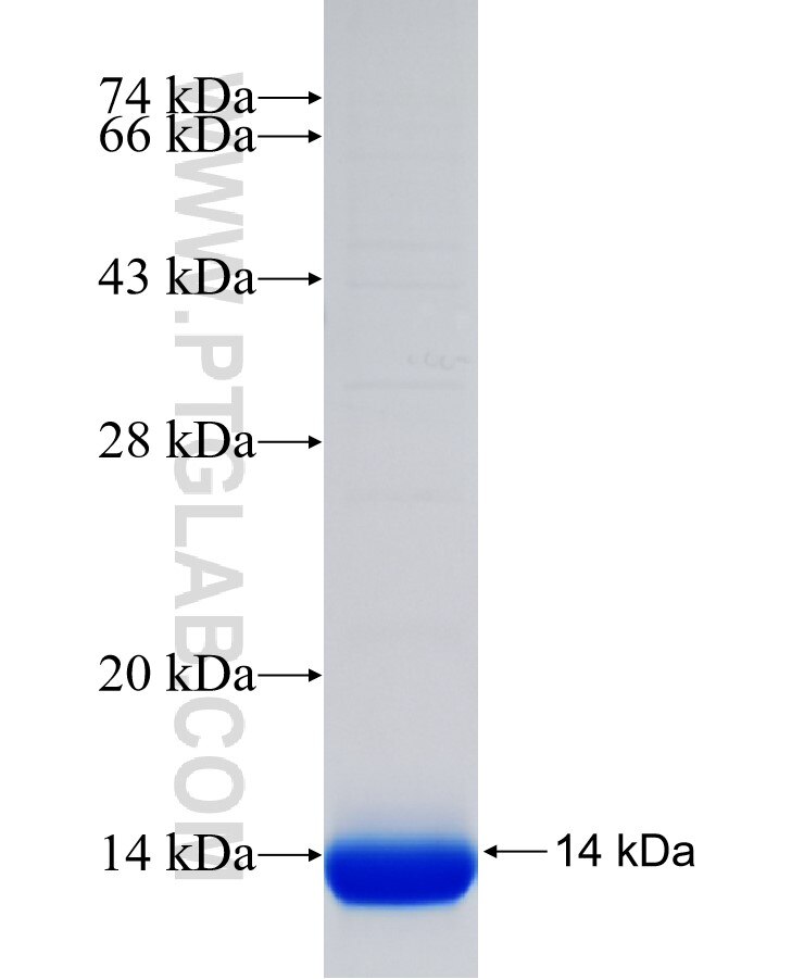 DRAM fusion protein Ag33711 SDS-PAGE