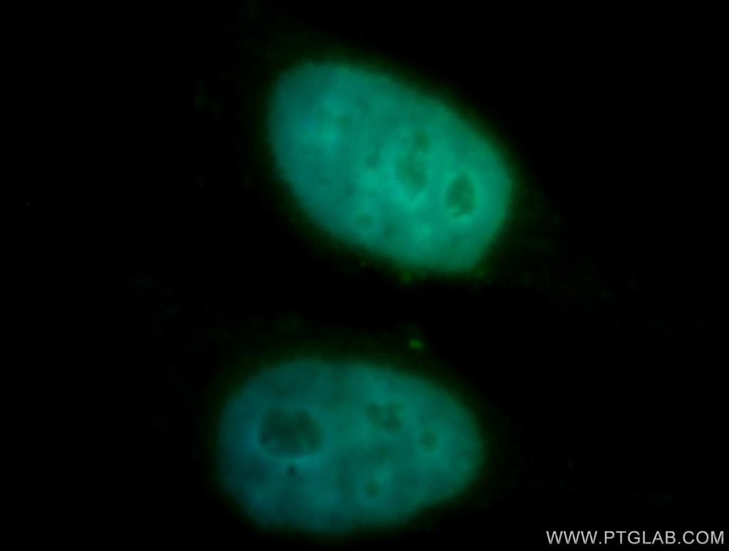 Immunofluorescence (IF) / fluorescent staining of HepG2 cells using DRAP1 Polyclonal antibody (11020-1-AP)