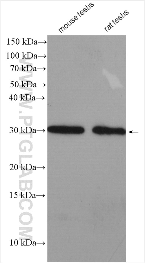 Western Blot (WB) analysis of various lysates using DRAP1 Polyclonal antibody (11020-1-AP)