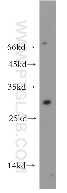 Western Blot (WB) analysis of mouse kidney tissue using DRAP1 Polyclonal antibody (11020-1-AP)