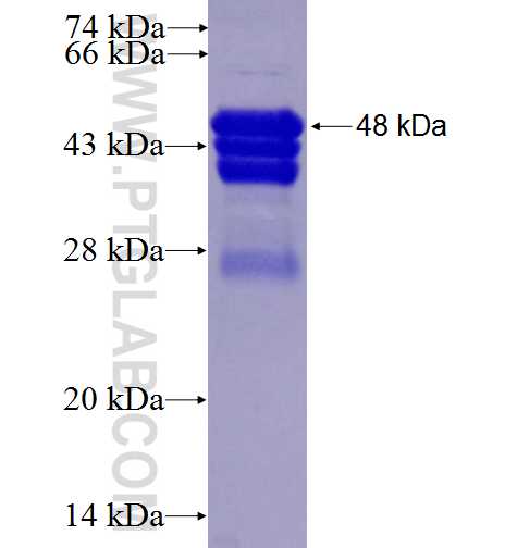 DRAP1 fusion protein Ag1470 SDS-PAGE