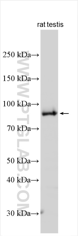 Western Blot (WB) analysis of rat testis tissue using DRC1 Polyclonal antibody (26219-1-AP)
