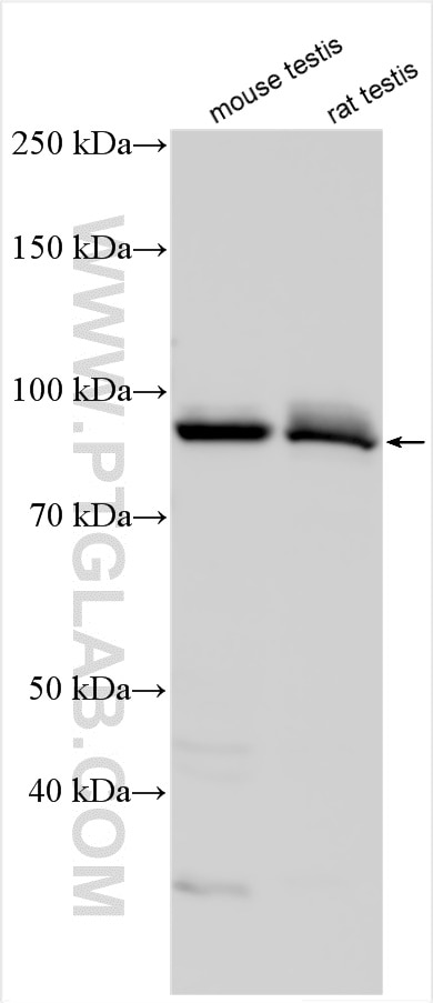 Western Blot (WB) analysis of various lysates using DRC1 Polyclonal antibody (26219-1-AP)