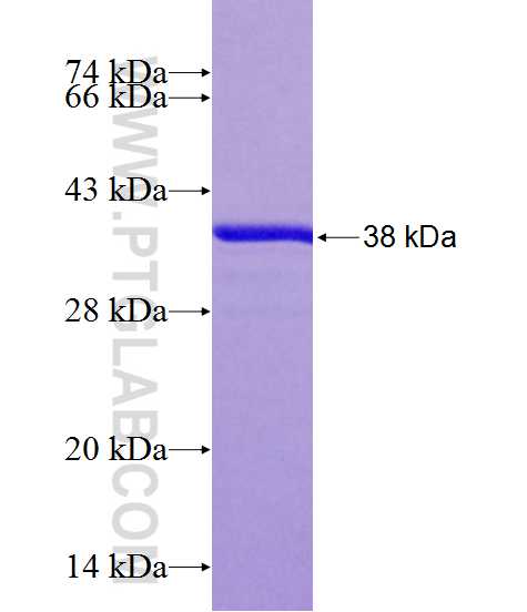 DRD1 fusion protein Ag12366 SDS-PAGE