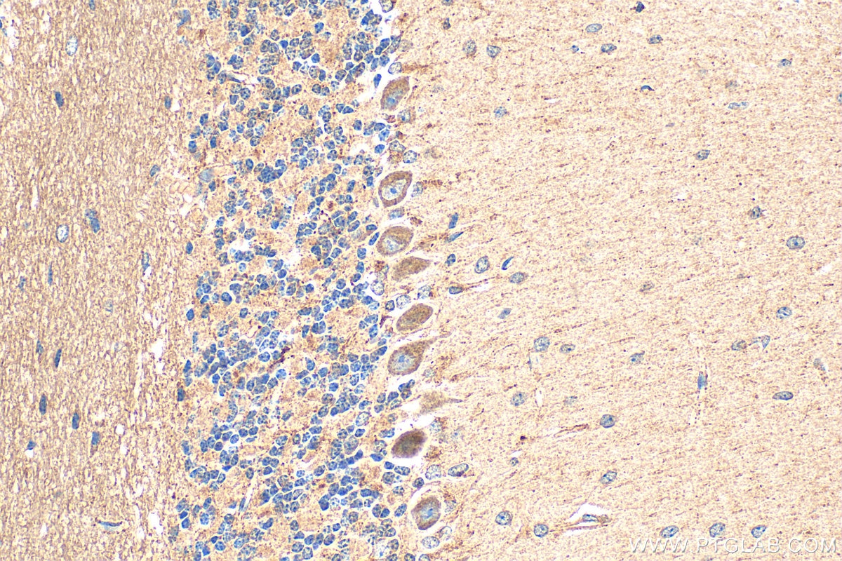 Immunohistochemistry (IHC) staining of mouse cerebellum tissue using DRD2 Polyclonal antibody (22022-1-AP)