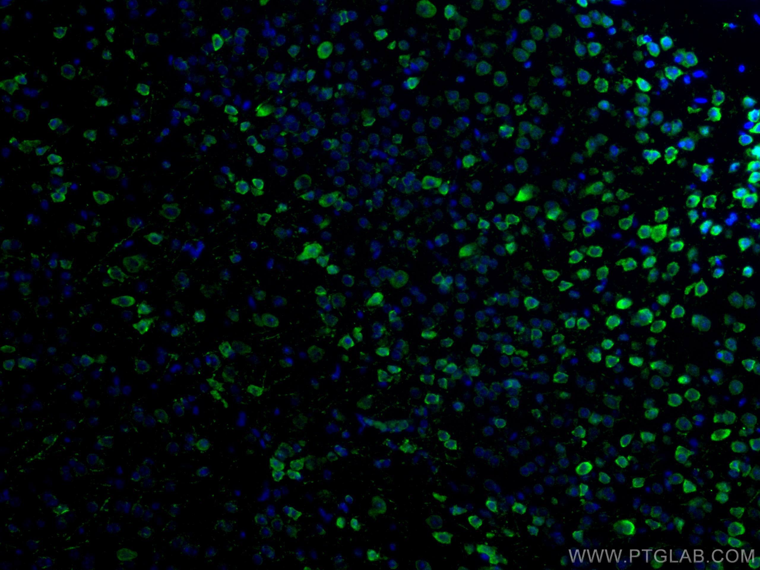 Immunofluorescence (IF) / fluorescent staining of mouse brain tissue using DRD2 Polyclonal antibody (55084-1-AP)