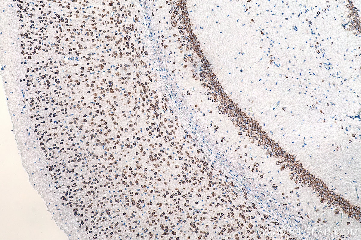 IHC staining of mouse brain using 55084-1-AP
